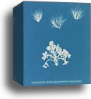 Conferva arcta: the three upper specimens in the young state by Anna Atkins, Canvas Print