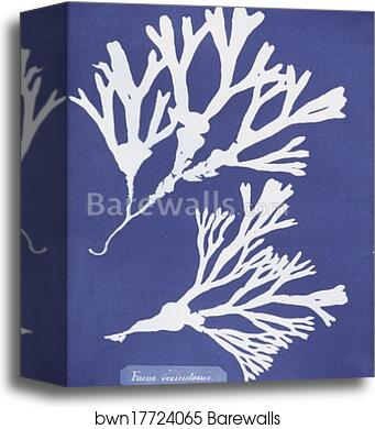 Fucus vesiculosus by Anna Atkins, Canvas Print