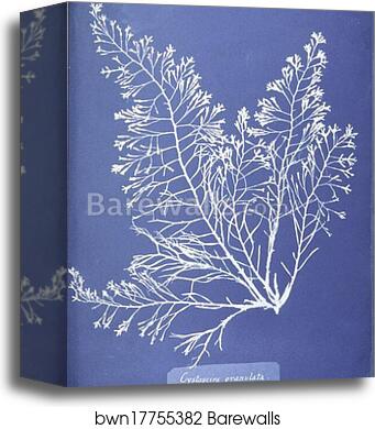 Cystoseira granulata. Cyanotype photogram by Anna Atkins, Canvas Print Cystoseira granulata. Cyanotype photogram by Anna Atkins, Canvas Print