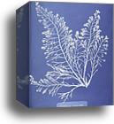 Cystoseira granulata. Cyanotype photogram by Anna Atkins, Canvas Print