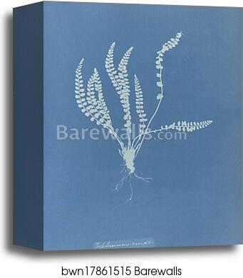 Asplenium viride, British by Anna Atkins, Canvas Print