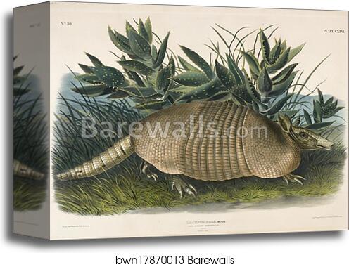 Nine-Banded Armadillo (Dasypus Peba) by John Woodhouse Audubon, Canvas Print