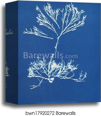 Halidrys siliquosa β minor by Anna Atkins, Canvas Print