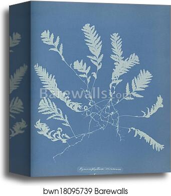 Hymenophyllum sericeum, Jamaica by Anna Atkins, Canvas Print Hymenophyllum sericeum, Jamaica by Anna Atkins, Canvas Print