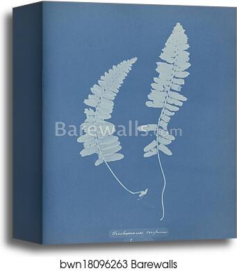 Trichomanes crispum, Jamaica by Anna Atkins, Canvas Print