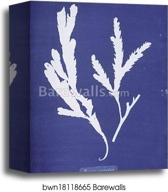 Fucus serratus by Anna Atkins, Canvas Print