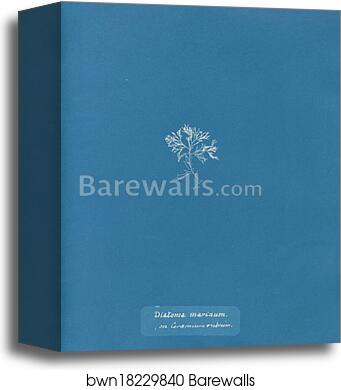 Diatoma marinum, on Ceramium rubrum by Anna Atkins, Canvas Print