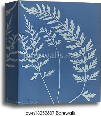 Asplenium praemorsum, Jamaica by Anna Atkins, Canvas Print Asplenium praemorsum, Jamaica by Anna Atkins, Canvas Print