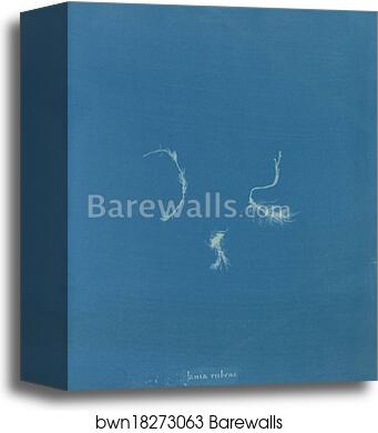 Jania rubens by Anna Atkins, Canvas Print