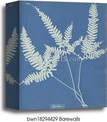 Ceylon by Anna Atkins, Canvas Print