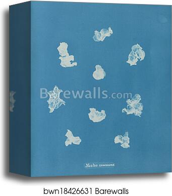 Nostoe commune by Anna Atkins, Canvas Print
