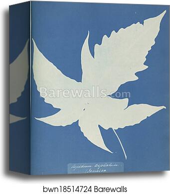 Aspidium trifoliatum, Jamaica by Anna Atkins, Canvas Print Aspidium trifoliatum, Jamaica by Anna Atkins, Canvas Print