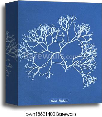 Fucus Machaii by Anna Atkins, Canvas Print