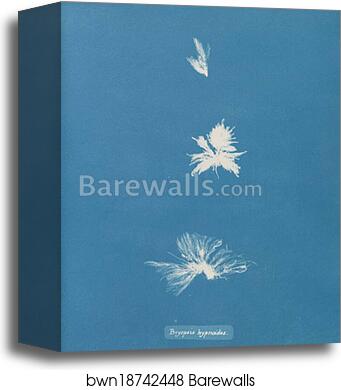Bryopsis hypnoides by Anna Atkins, Canvas Print