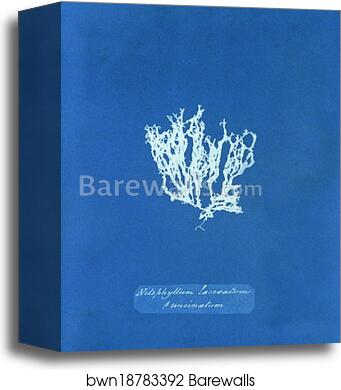 Nitophyllum laceratum ß uncinatum by Anna Atkins, Canvas Print