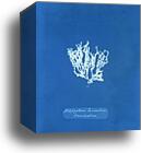 Nitophyllum laceratum ß uncinatum by Anna Atkins, Canvas Print