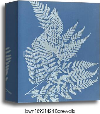 Polypodium effusum, Jamaica by Anna Atkins, Canvas Print