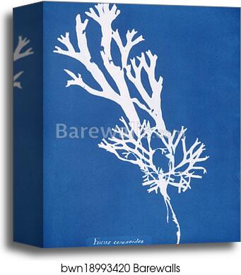 Fucus ceranoides by Anna Atkins, Canvas Print