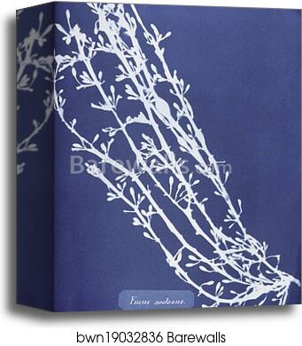 Fucus nodosus by Anna Atkins, Canvas Print