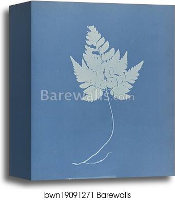 Polypodium muscosum by Anna Atkins, Canvas Print