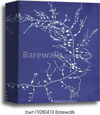 Cystoseira fibrosa by Anna Atkins, Canvas Print