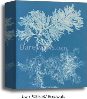 Conferva gracilis by Anna Atkins, Canvas Print