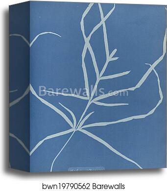 Asplenium Chinensis by Anna Atkins, Canvas Print