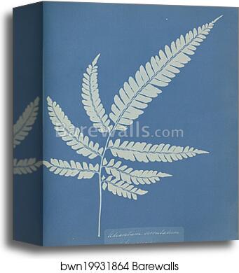Adiantum serrulatum, Jamaica by Anna Atkins, Canvas Print