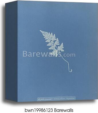 Asplenium adiantum nigrum, British by Anna Atkins, Canvas Print