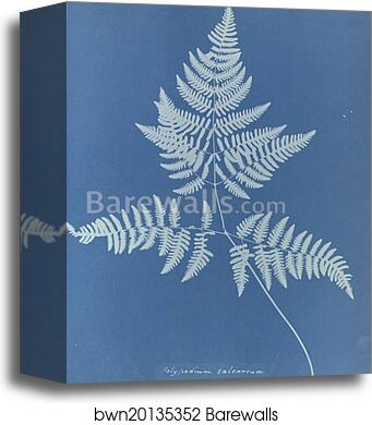 Polypodium calcareum, British by Anna Atkins, Canvas Print