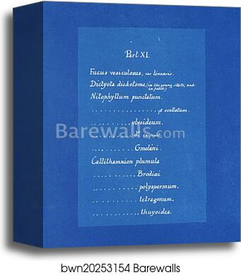 Contents list by Anna Atkins, Canvas Print