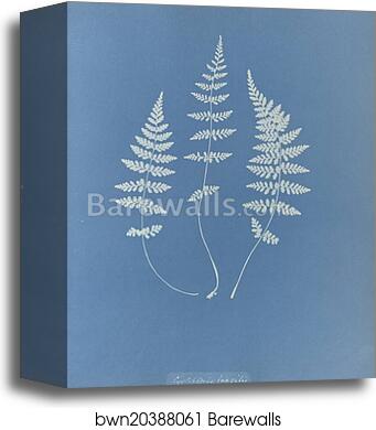 Cystopteris fragilis, British by Anna Atkins, Canvas Print