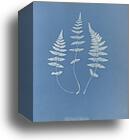 Cystopteris fragilis, British by Anna Atkins, Canvas Print