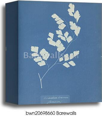 Adiantum tenerum, Jamaica by Anna Atkins, Canvas Print