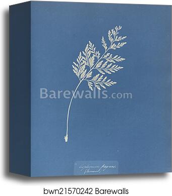 Asplenium fragrans, Jamaica by Anna Atkins, Canvas Print