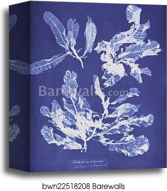Delesseria sanguinea by Anna Atkins, Canvas Print