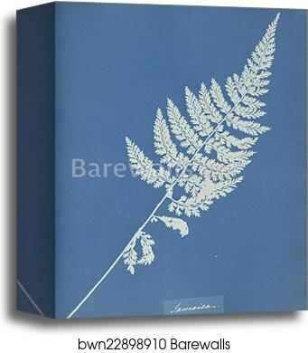 Jamaica by Anna Atkins, Canvas Print