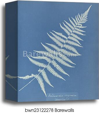 Woodwardia virginica, America by Anna Atkins, Canvas Print