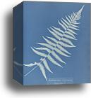 Woodwardia virginica, America by Anna Atkins, Canvas Print