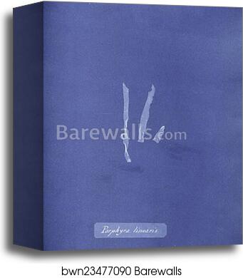 Porphyra linearis by Anna Atkins, Canvas Print