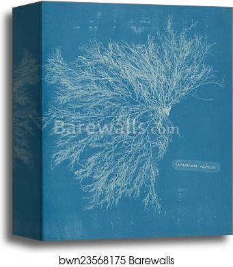 Ceramium rubrum by Anna Atkins, Canvas Print