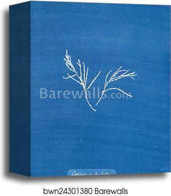 Cystoseira barbata by Anna Atkins, Canvas Print