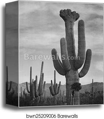 Full view of cactus with others surrounding, "Saguaros, Saguaro National Monument," Arizona. (Vertical Orientation).  Photographs of National Parks and Monuments, compiled 1941 - 1942, documenting the period ca. 1933 - 1942 by Ansel Adams (1902-1984), Canvas Print