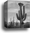 Full view of cactus with others surrounding, "Saguaros, Saguaro National Monument," Arizona. (Vertical Orientation).  Photographs of National Parks and Monuments, compiled 1941 - 1942, documenting the period ca. 1933 - 1942 by Ansel Adams (1902-1984), Canvas Print