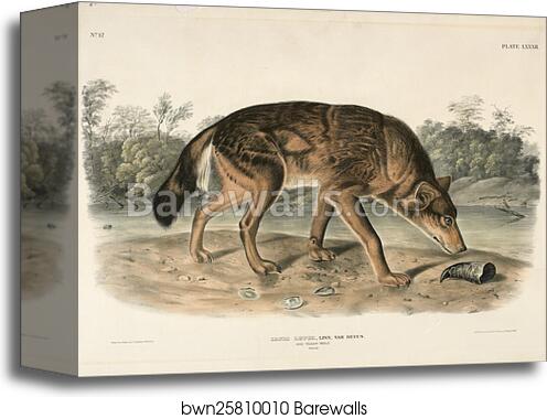 Red Texas Wolf (Canis Lupus) by John Woodhouse Audubon, Canvas Print