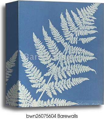 Lastrea focnisecii by Anna Atkins, Canvas Print