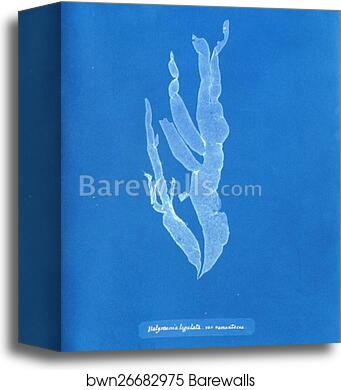 Halymenia ligulata var. ramentacea by Anna Atkins, Canvas Print