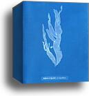 Halymenia ligulata var. ramentacea by Anna Atkins, Canvas Print