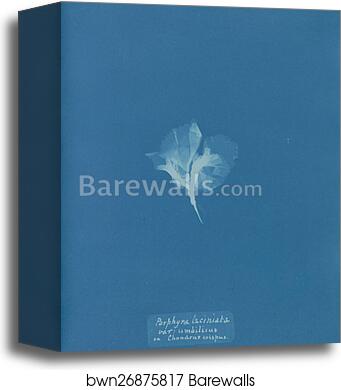 Porphyra laciniata var. umbilicus on Chondrus crispus by Anna Atkins, Canvas Print