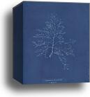 Laurencia pinnatifida v. angusta by Anna Atkins, Canvas Print